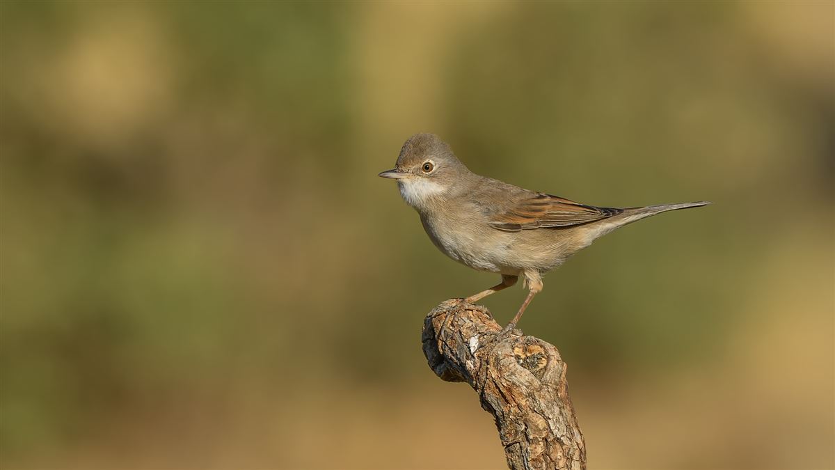 Common Whitethroat