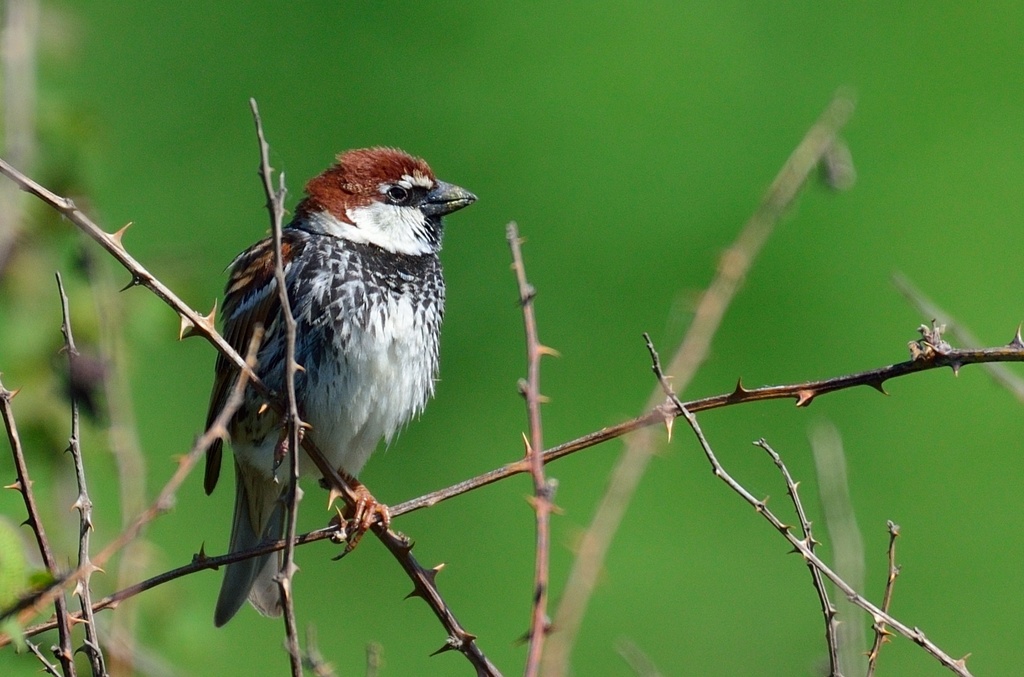 Spanish Sparrow