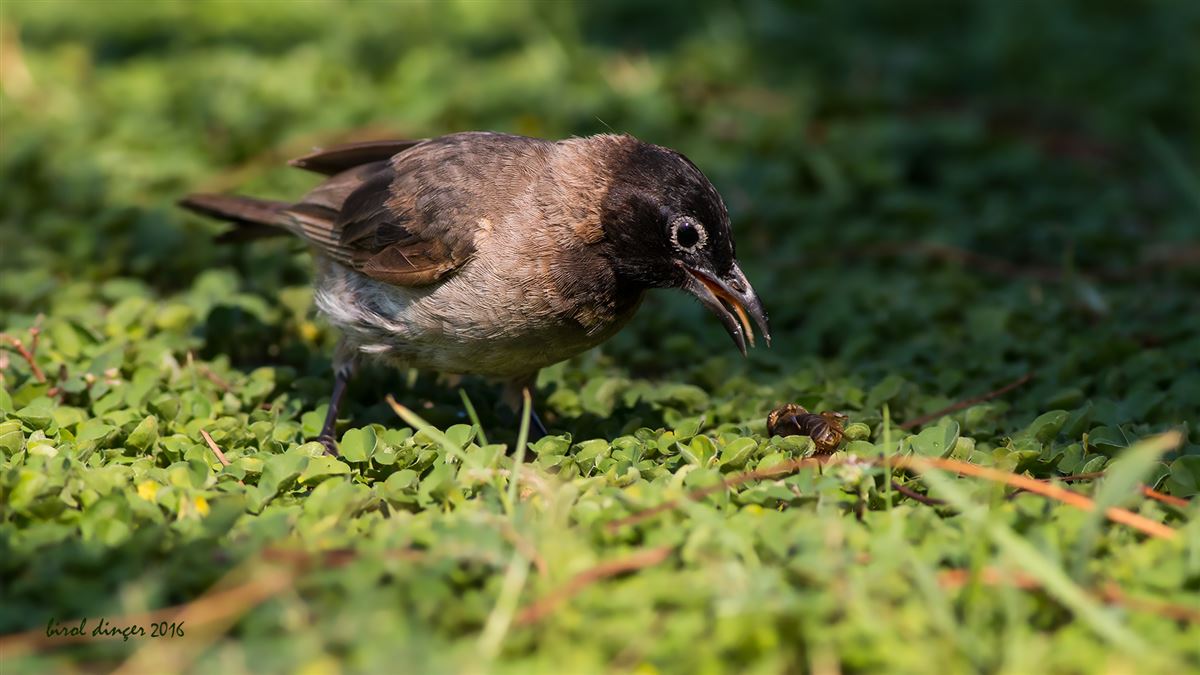 White-spectacled Bulbul