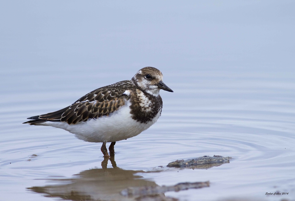 Ruddy Turnstone