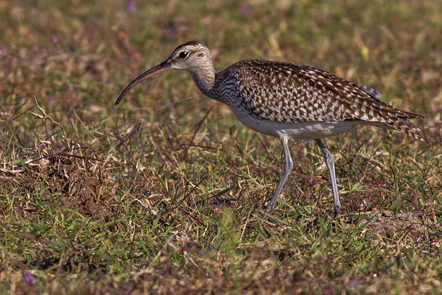 Eurasian Whimbrel