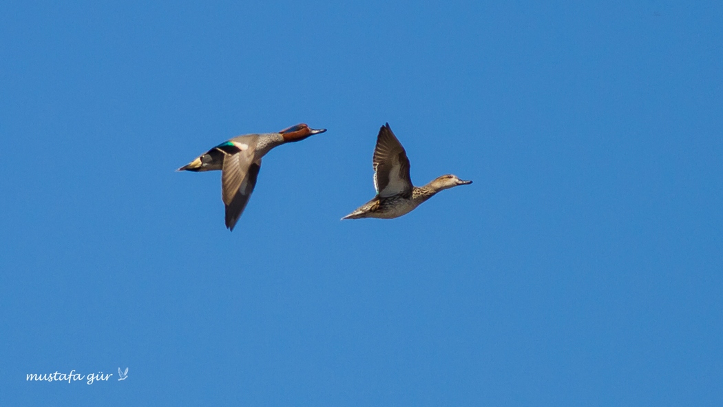 Eurasian Teal