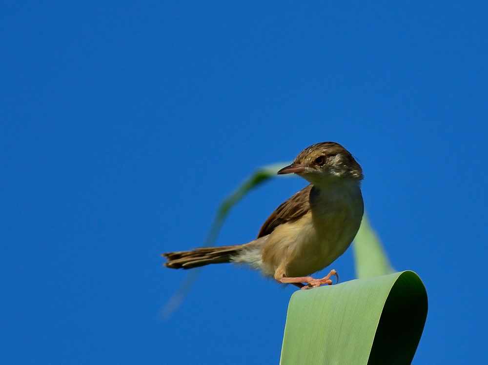 Delicate Prinia