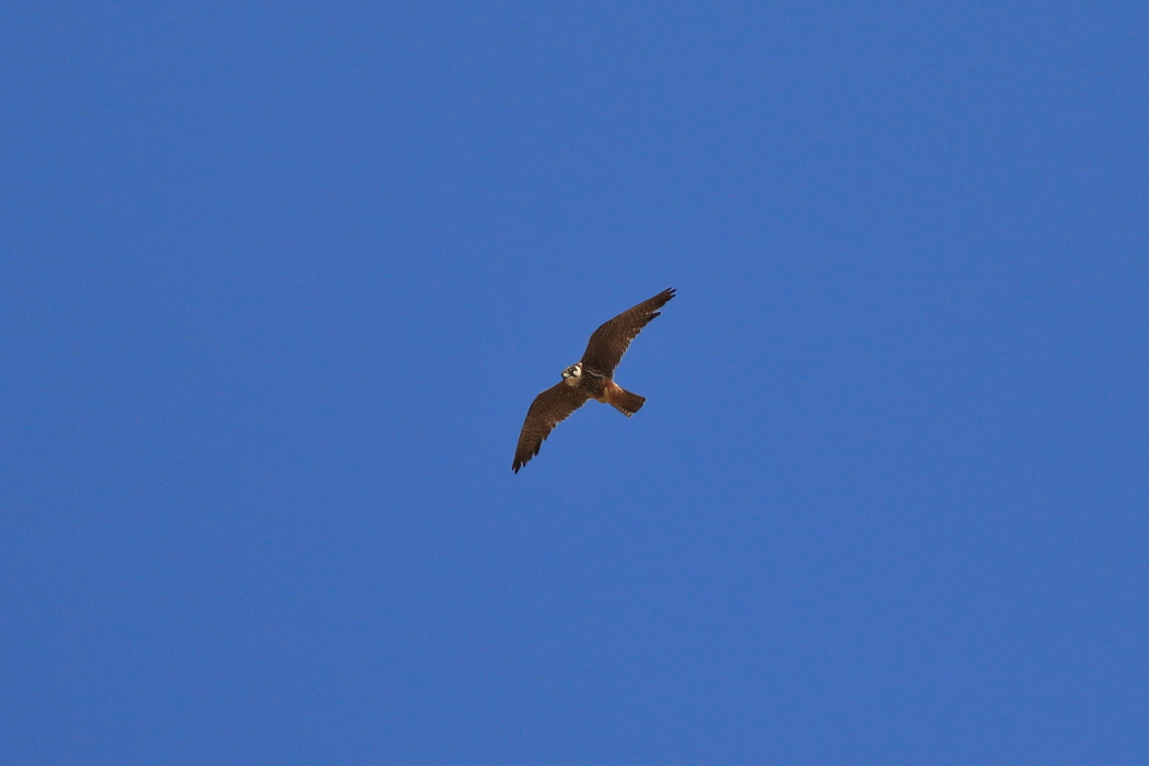 Eurasian Hobby