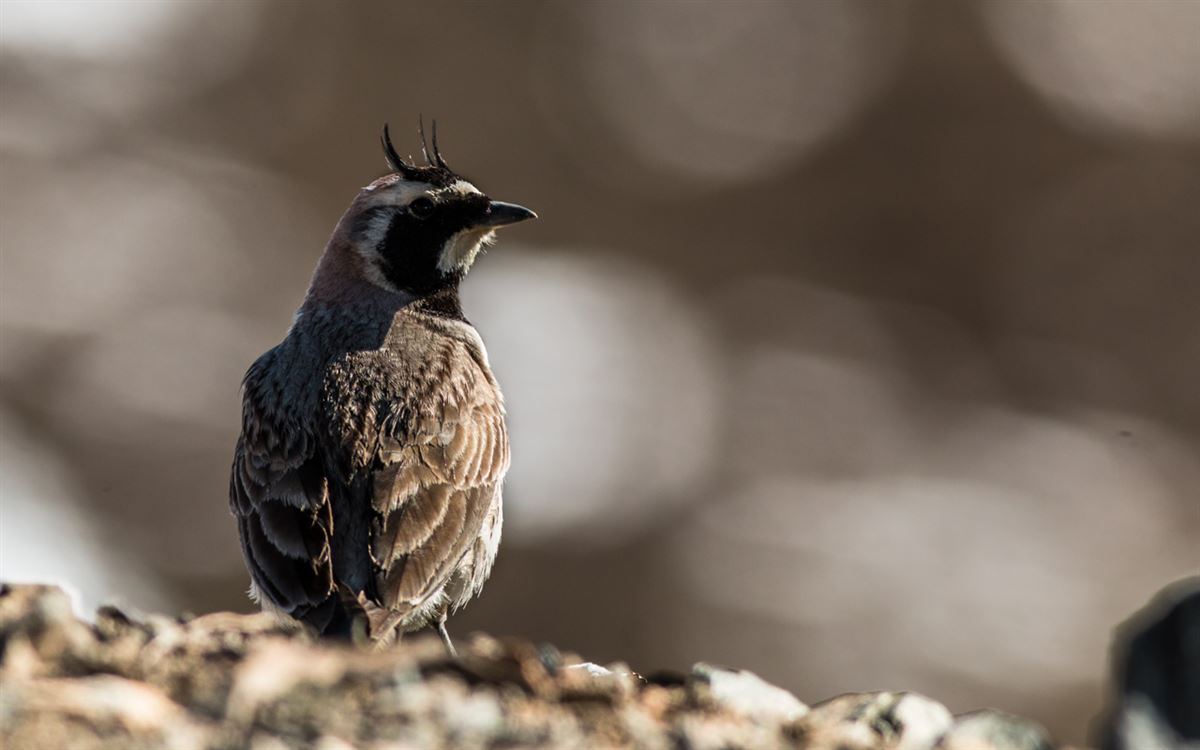Horned Lark