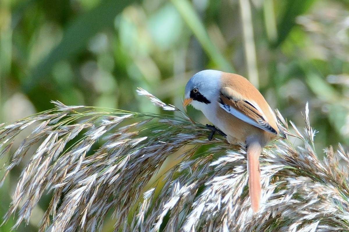 Bearded Reedling