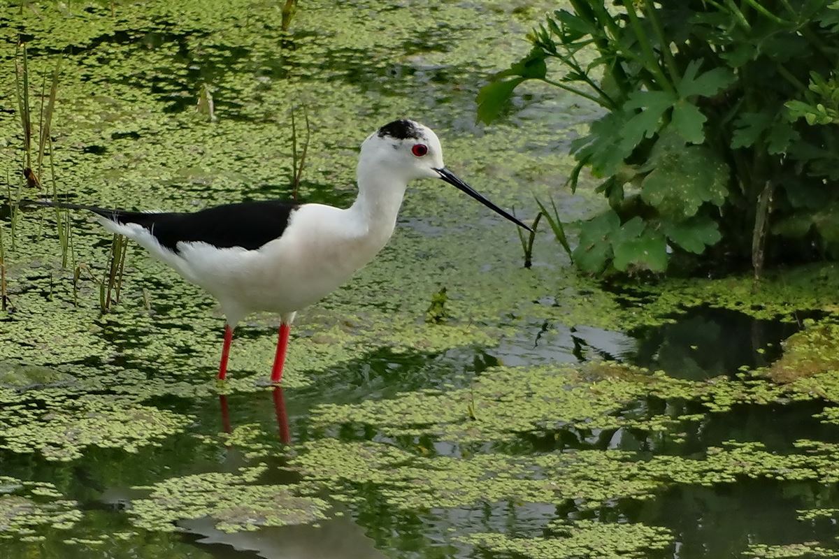 Black-winged Stilt
