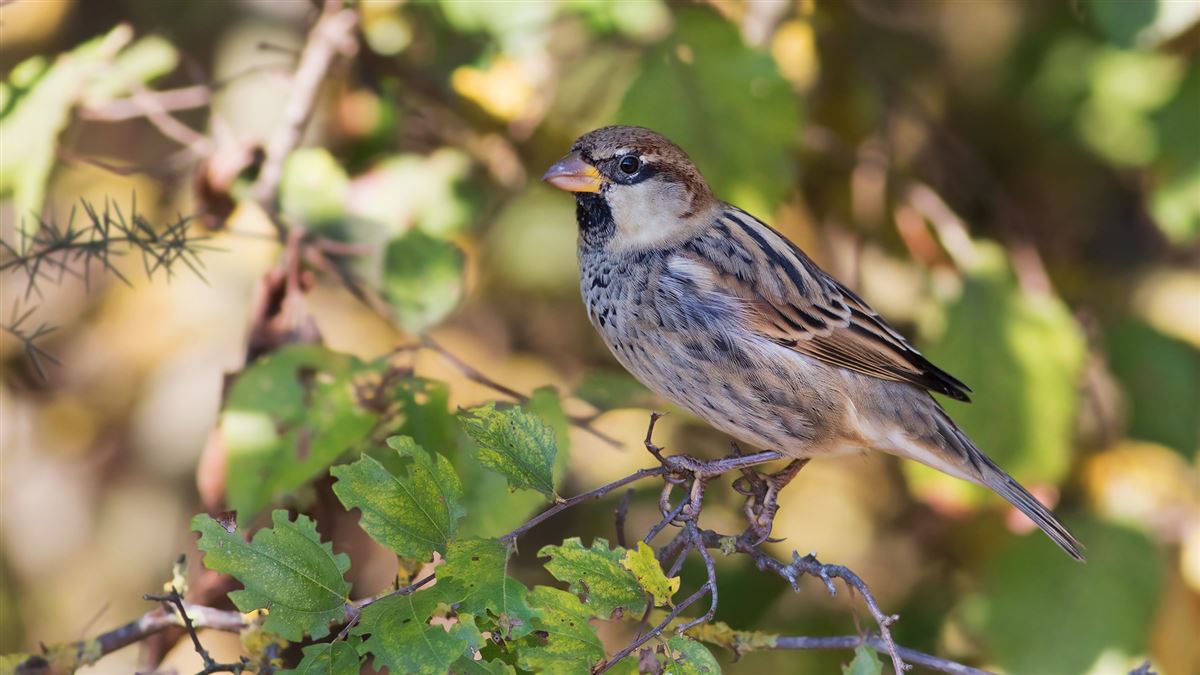 Spanish Sparrow