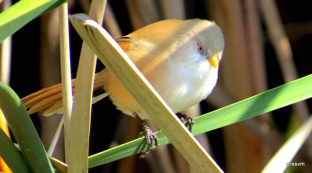 Bearded Reedling
