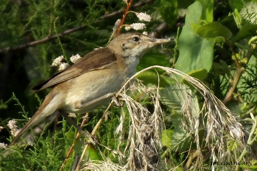 Great Reed Warbler