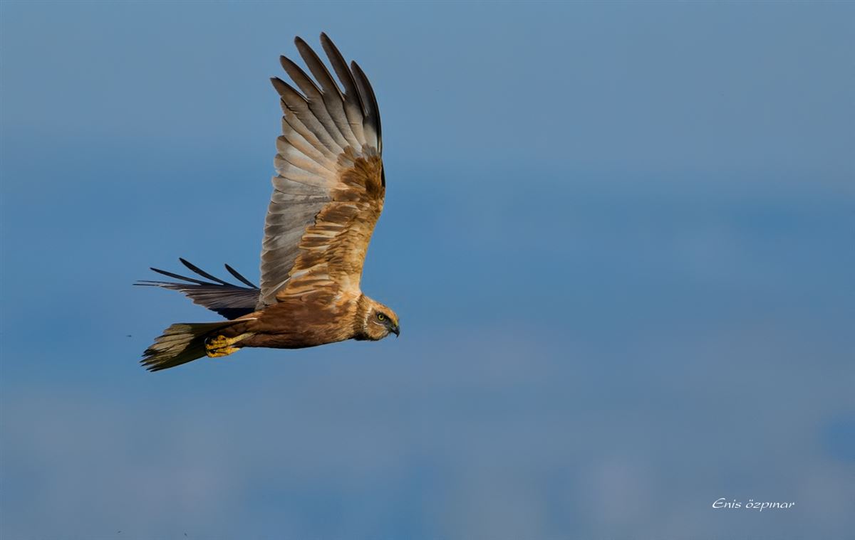 Western Marsh Harrier