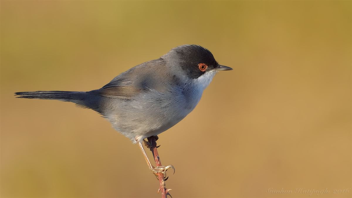 Sardinian Warbler