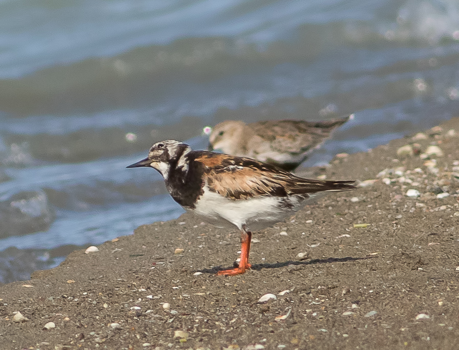 Ruddy Turnstone