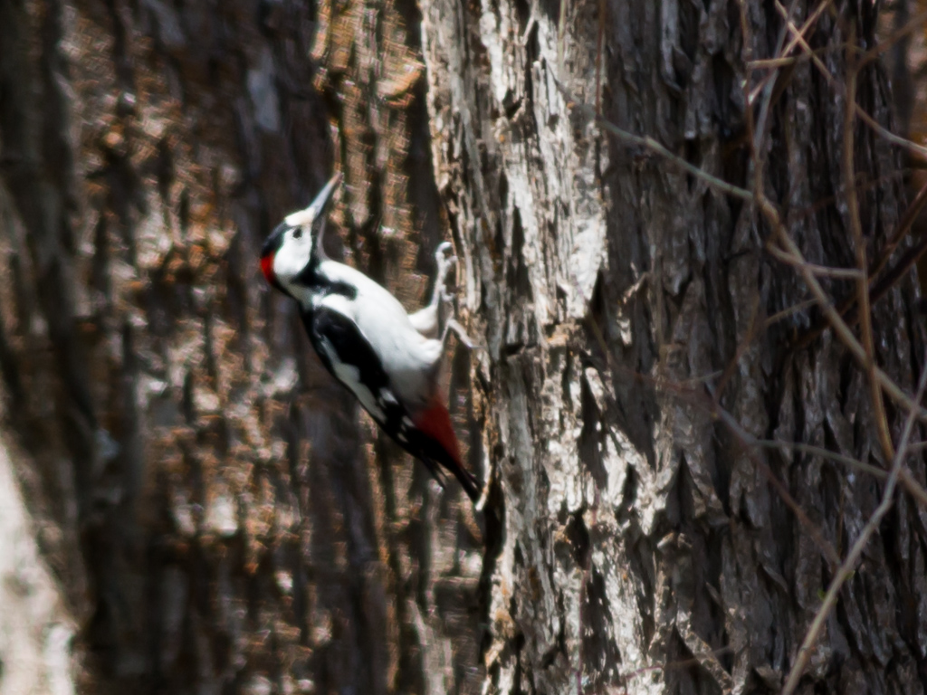 Syrian Woodpecker
