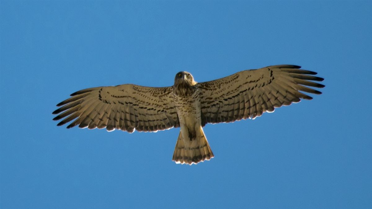 Short-toed Snake Eagle