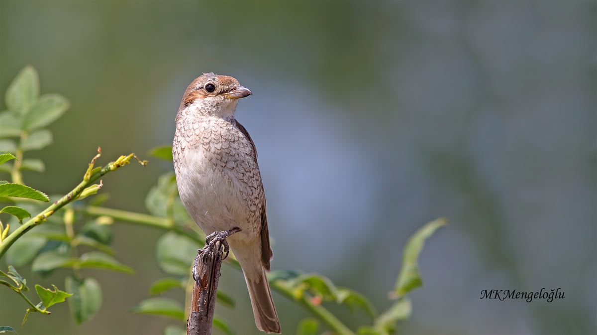 Red-backed Shrike