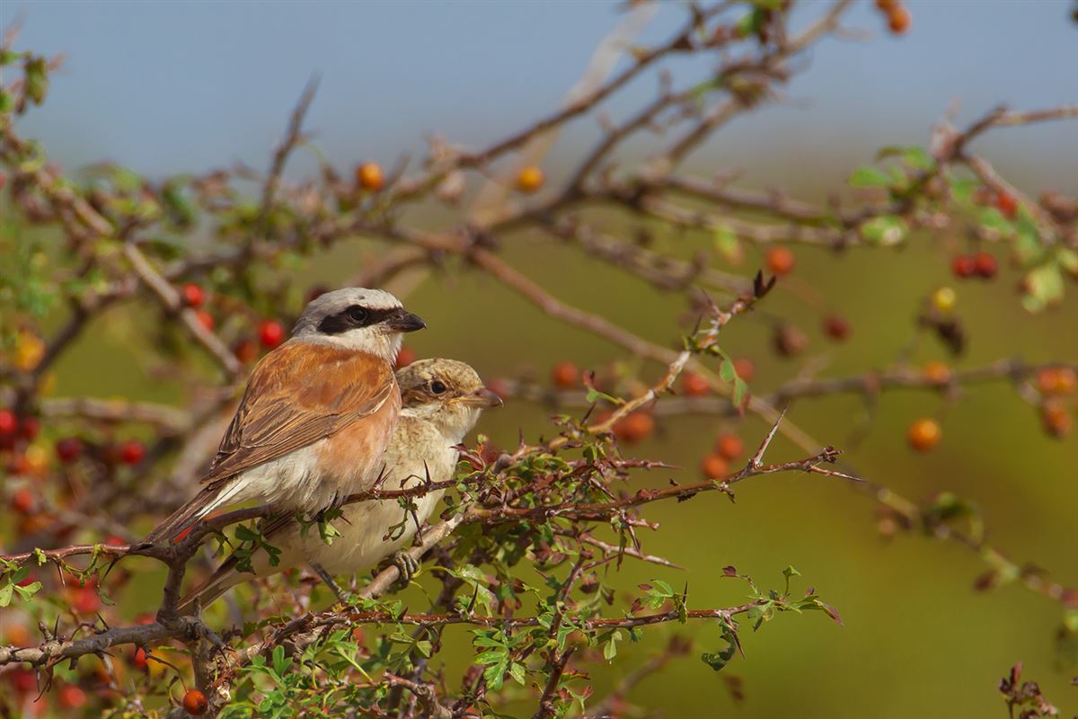 Red-backed Shrike