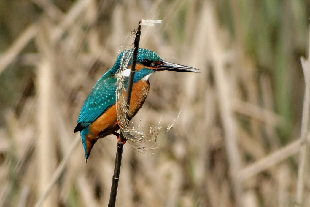 Common Kingfisher
