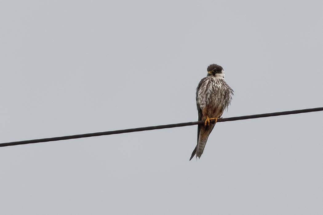 Eurasian Hobby