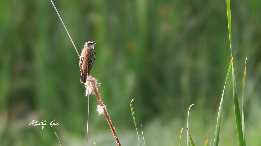 Sedge Warbler