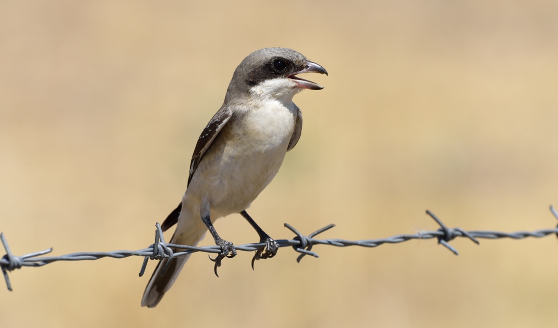 Lesser Grey Shrike