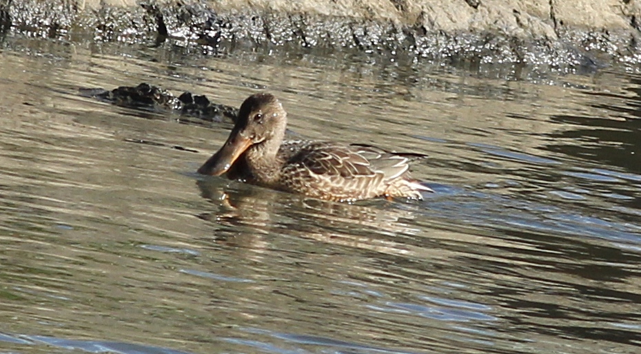 Northern Shoveler