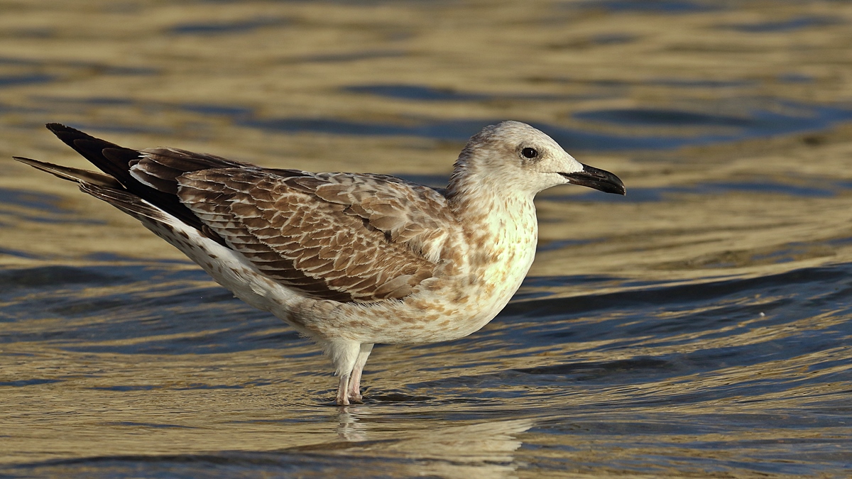 Armenian Gull