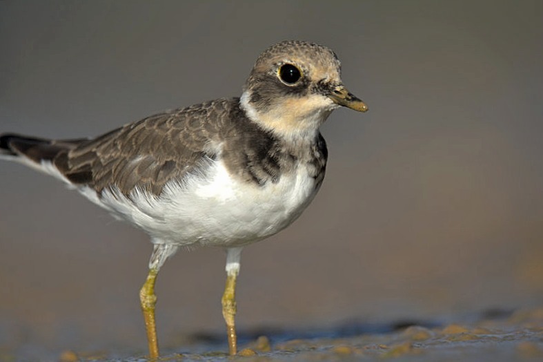 Little Ringed Plover