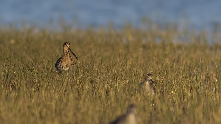 Common Snipe