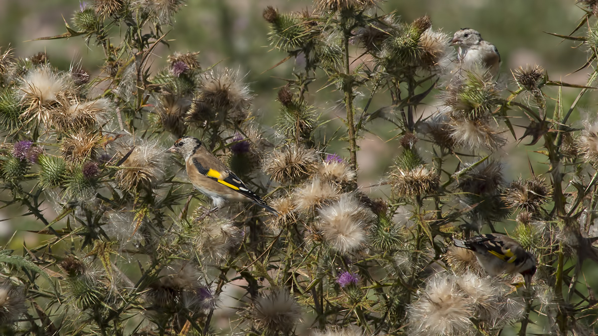 European Goldfinch