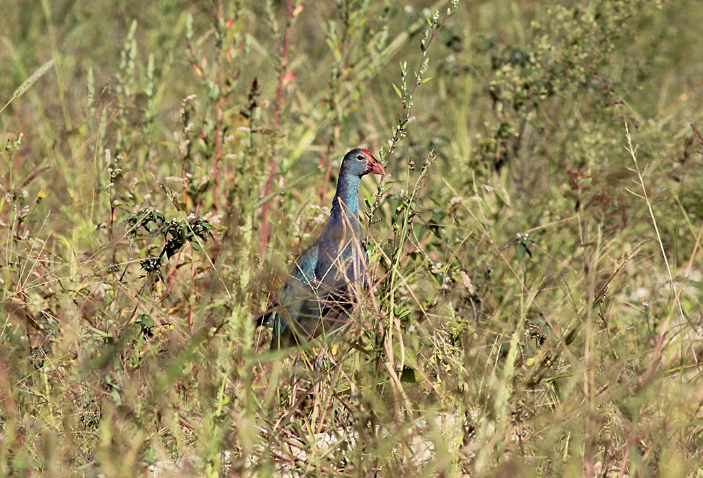 Grey-headed Swamphen