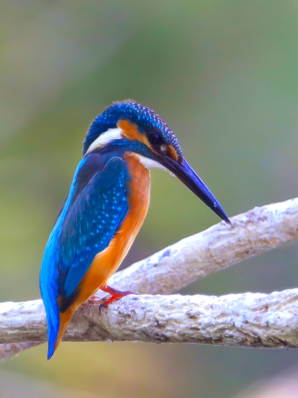 Common Kingfisher