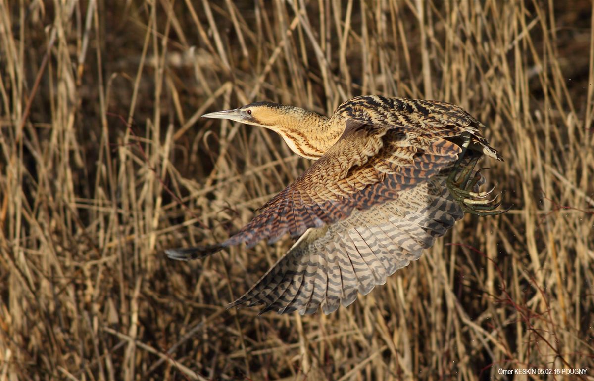 Eurasian Bittern