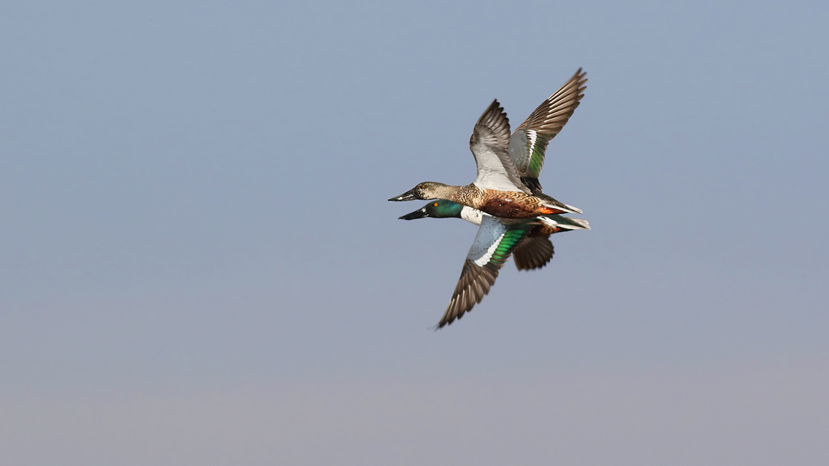 Northern Shoveler