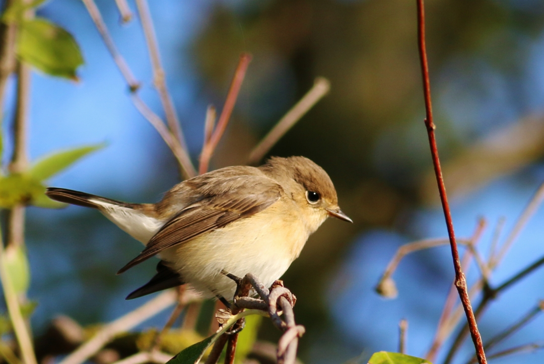 Red-breasted Flycatcher