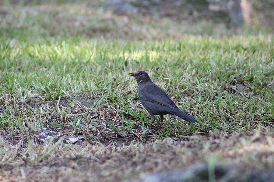 Common Blackbird