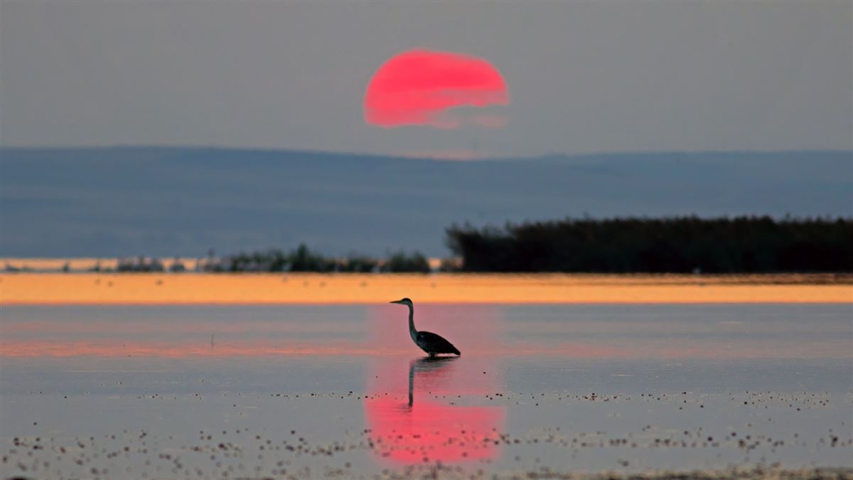 Grey Heron