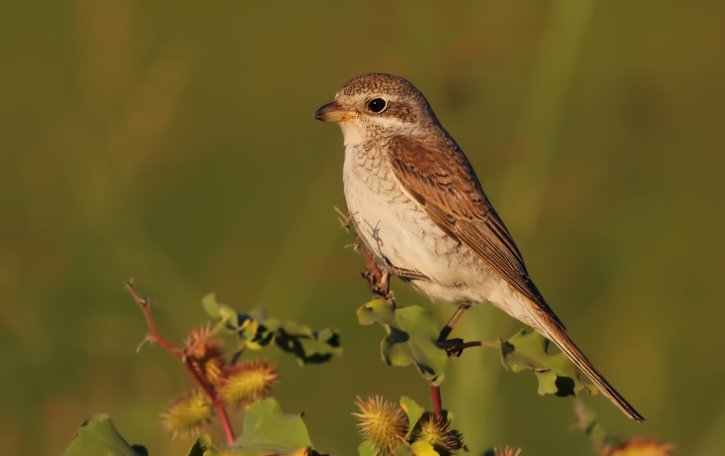 Red-backed Shrike