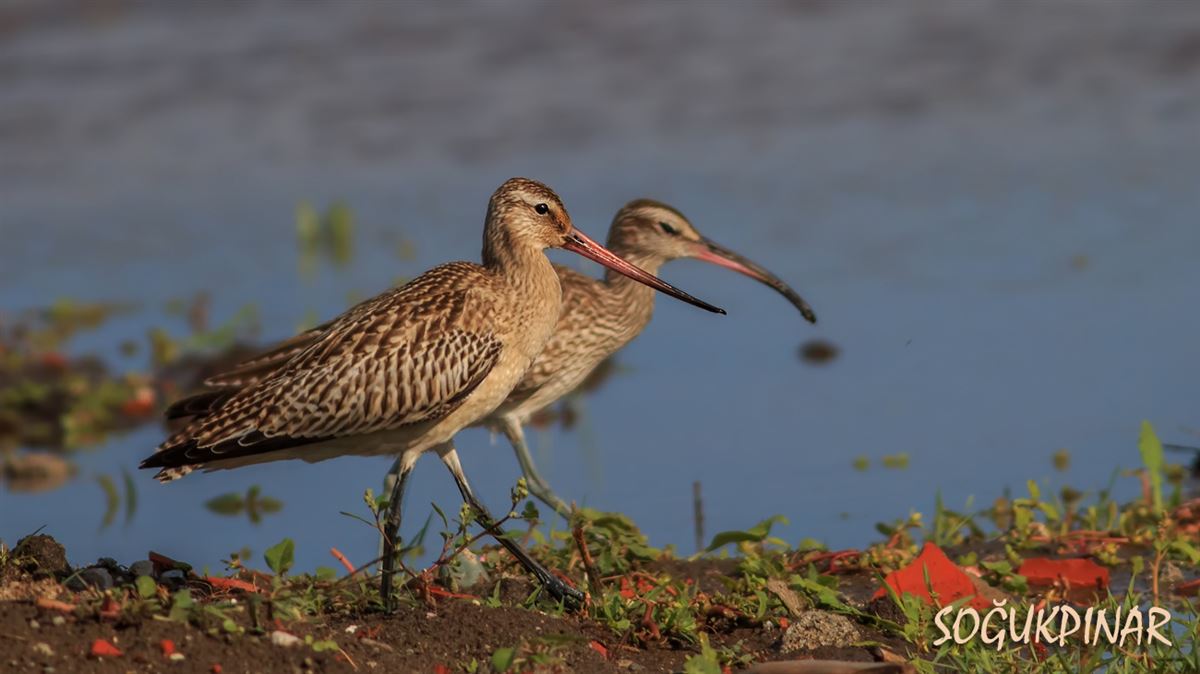Bar-tailed Godwit