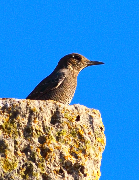 Common Rock Thrush