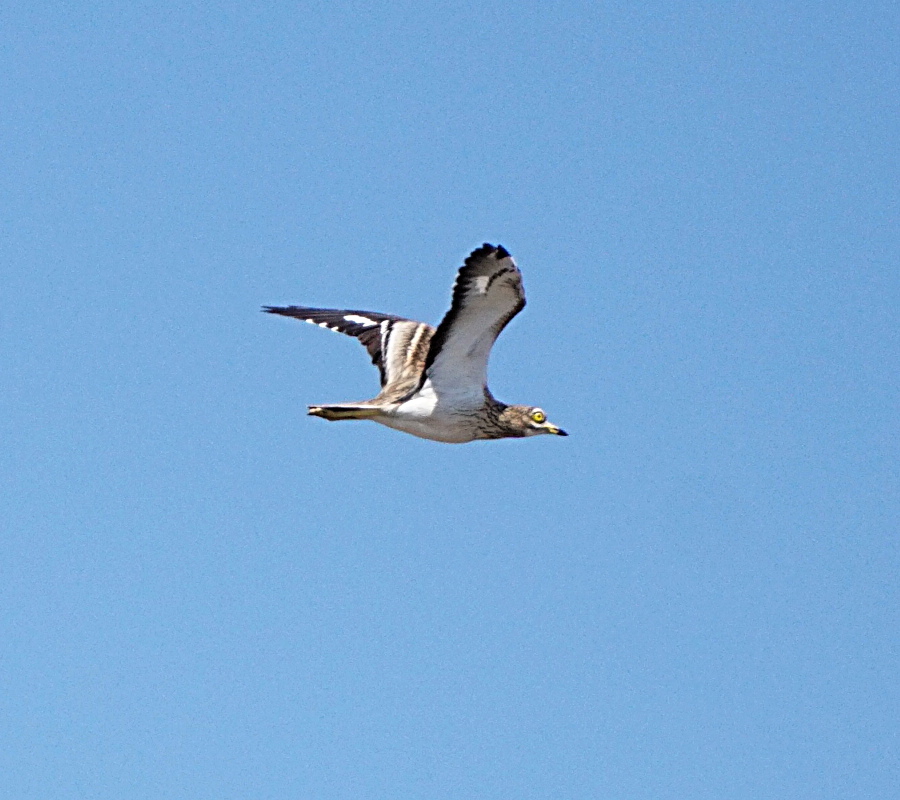 Eurasian Stone-curlew