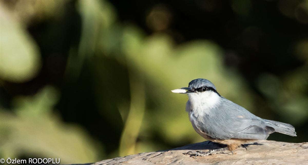Western Rock Nuthatch