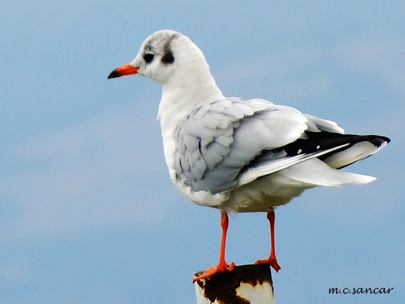 Black-headed Gull
