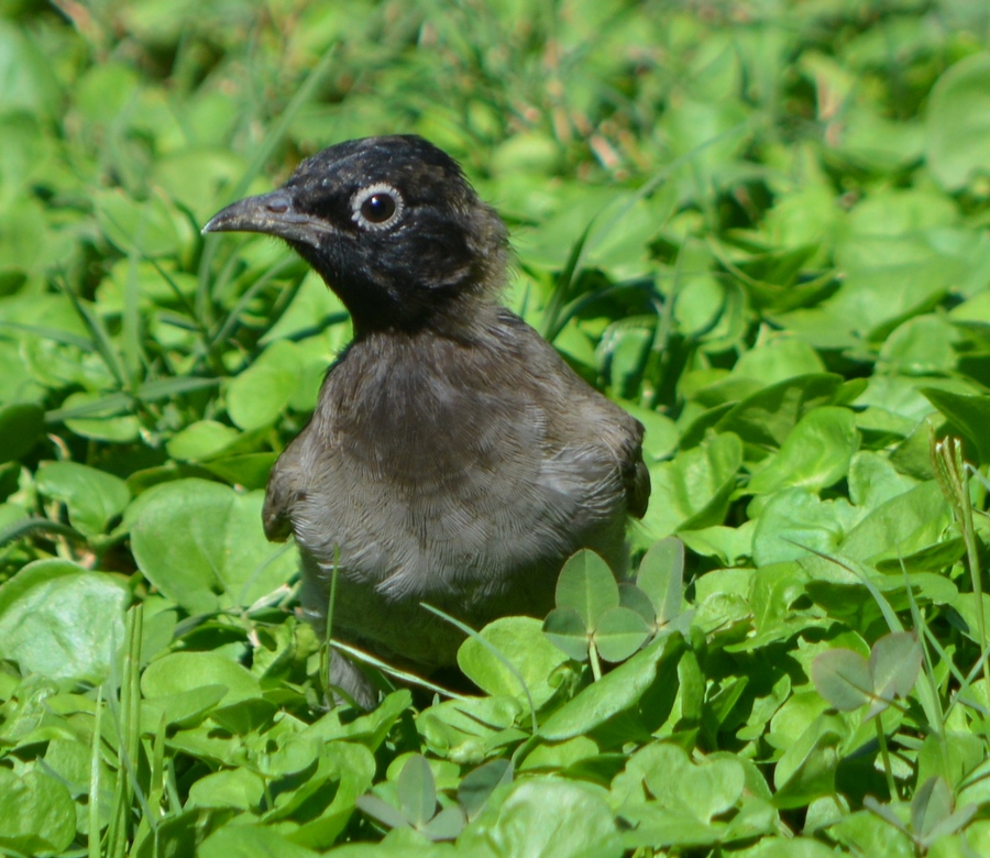 White-spectacled Bulbul