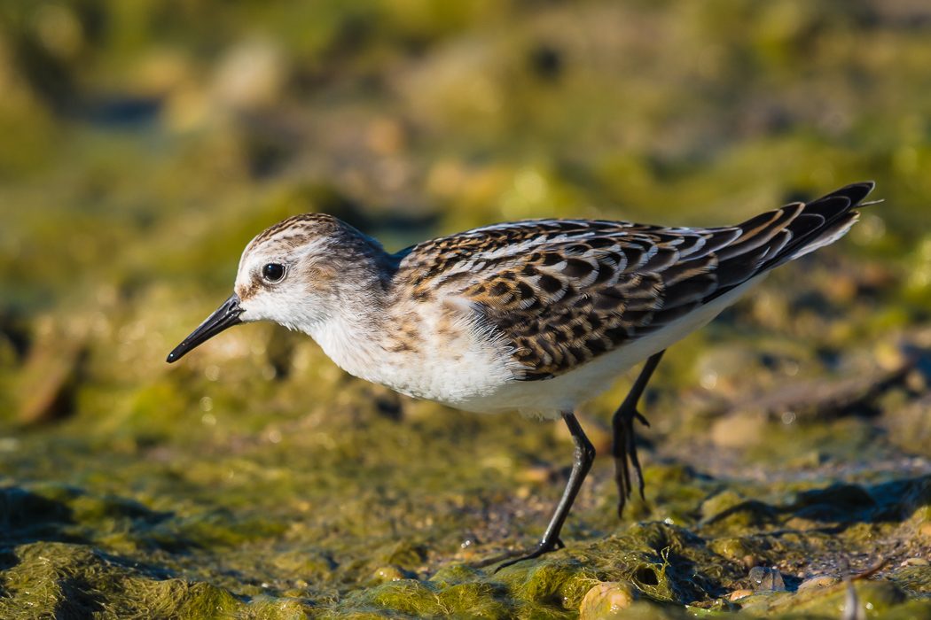 Little Stint