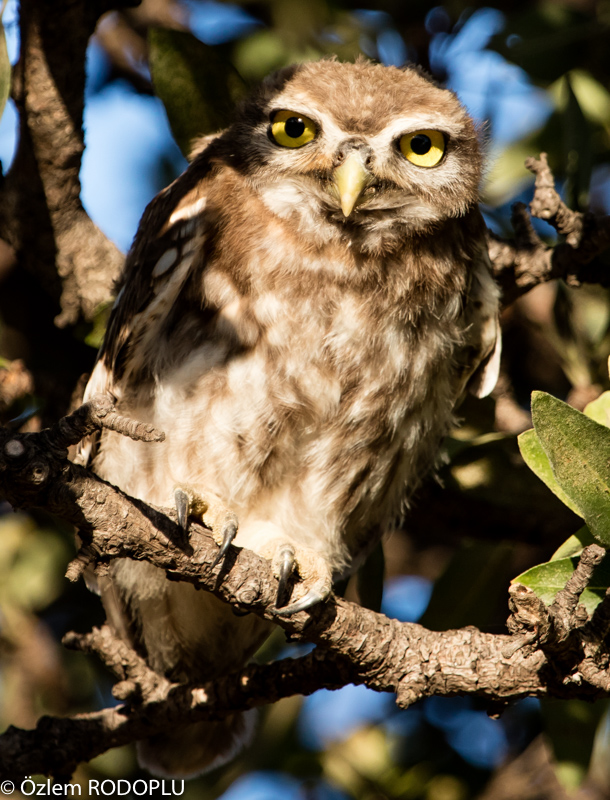Little Owl
