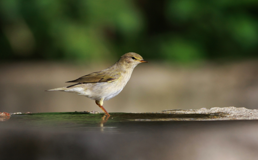 Willow Warbler