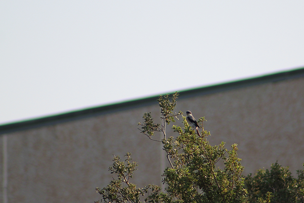 Lesser Grey Shrike