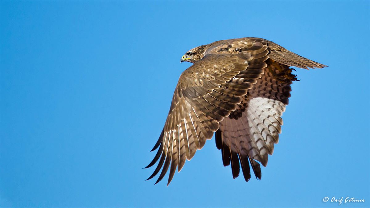 Common Buzzard