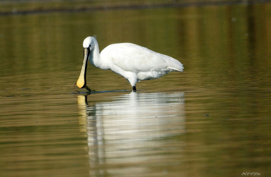Eurasian Spoonbill
